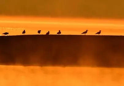 Golden Hour Serenity: Birds Silhouetted at Dawn