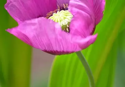 Vibrant Poppy Bloom: A Stunning Floral Delight
