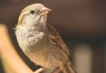 Charming House Sparrow Perched in Golden Sunlight