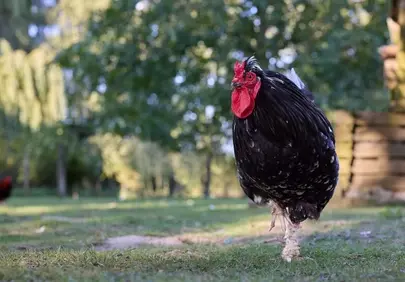 Majestic Black Rooster Struts Proudly in Lush Green Farmyard