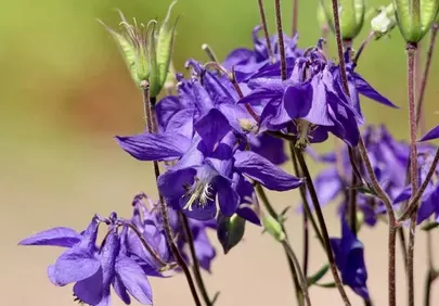 Vibrant Purple Columbine: A Spring Garden Masterpiece