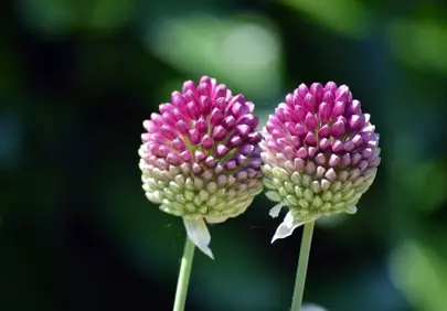 Vibrant Drumstick Alliums: A Macro Floral Delight