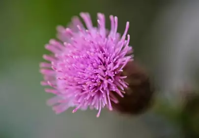 Vibrant Thistle Bloom: A Striking Purple Flower Wallpaper