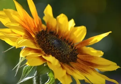 Vibrant Summer Delight: Close-up of a Blooming Sunflower