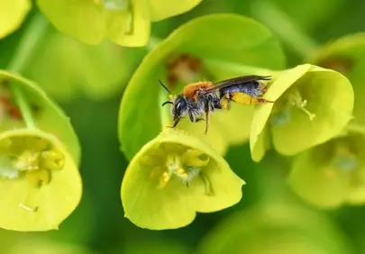 Vibrant Macro: Busy Bee Pollinating Euphorbia Flowers