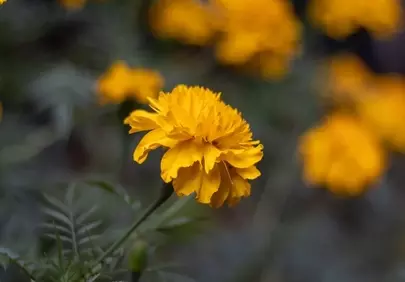 Vibrant Yellow Marigold: A Summer Garden's Golden Blossom