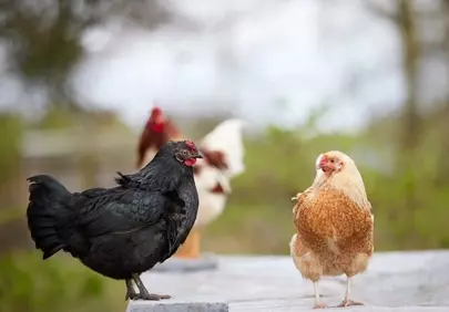 Charming Chicken Trio: Farmyard Friends in Focus