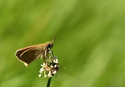 Enchanting Macro: Skipper Butterfly on Delicate Bloom