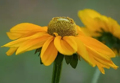 Vibrant Yellow Sunflower: A Summer Macro Beauty