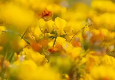 Vibrant Yellow Blossoms: A Stunning Full HD Nature Wallpaper