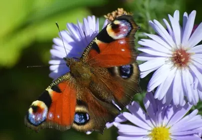 Vibrant Peacock Butterfly Alights on Autumn Asters