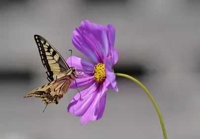 Vibrant Butterfly Gently Pollinating a Delicate Pink Cosmos Flower