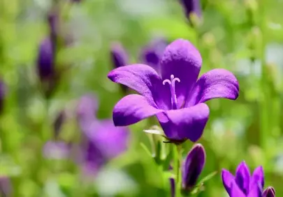 Vibrant Purple Bellflower in a Sunny Garden