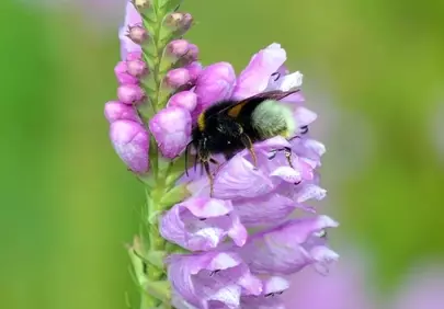 Vibrant Bumblebee Pollinating Pink Obedient Plant in Summer Garden