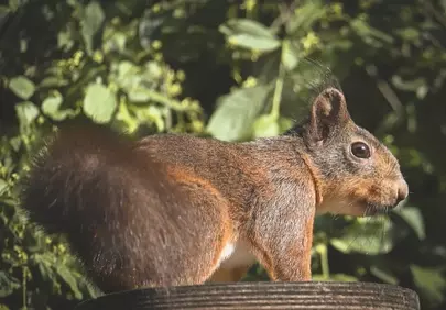 Charming Woodland Squirrel in Golden Sunlight