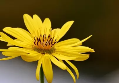 Vibrant Yellow Bloom: A Macro Symphony of Nature's Art