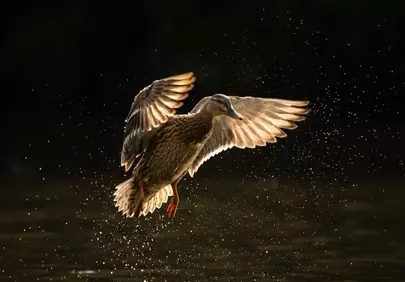 Dramatic Sunset Flight: Mallard Duck Landing in Golden Hour Splash