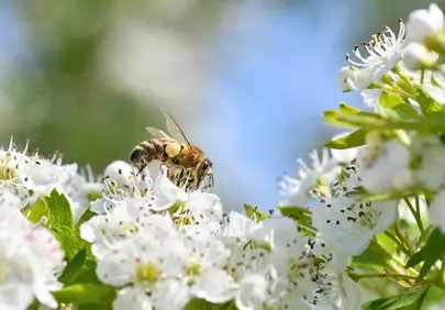 Vibrant Spring: Bee Pollinating White Hawthorn Blooms