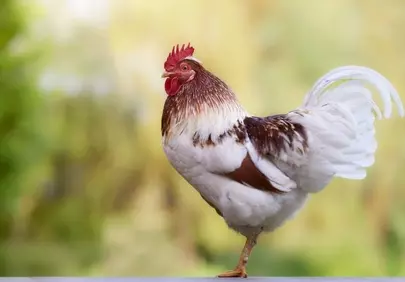 Proud Rooster: Majestic Farm Bird in Vibrant Nature