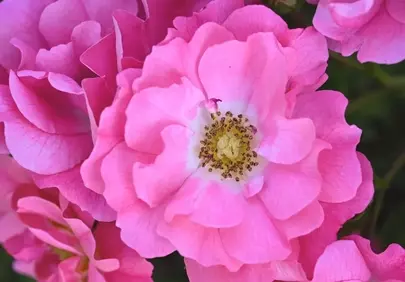 Vibrant Pink Roses: A Garden's Delicate Embrace