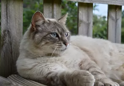 Serene Blue-Eyed Cat Lounging on Rustic Wooden Fence