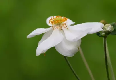 Stunning White Japanese Anemone Bloom on Green Background