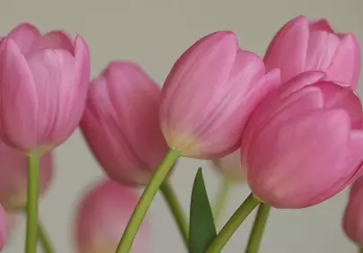 Vibrant Pink Tulips: Perfect Spring Bloom Desktop Background