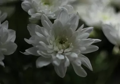 Stunning White Chrysanthemum: Delicate Beauty in Macro