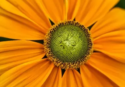 Vibrant Macro: Orange Flower's Symmetrical Heart