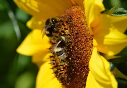 Bumblebee Bliss: Nectar Foraging on a Vibrant Sunflower