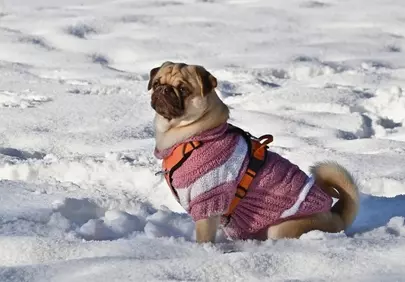 Charming Pug in Snow: Winter Wonderland Portrait