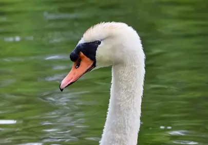 Elegant Swan: Serene White Bird on Emerald Water
