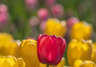 Vibrant Red Tulip Amidst a Sea of Golden Blooms
