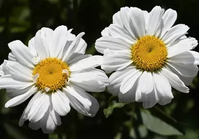 Vibrant Summer Daisies: A Symphony of White and Gold