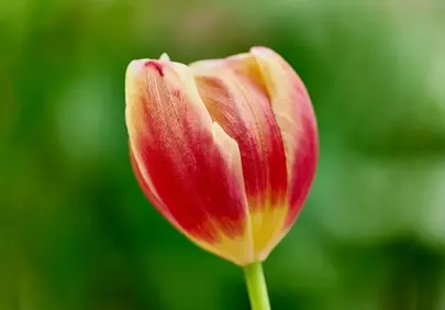 Vibrant Two-Toned Tulip in Macro View