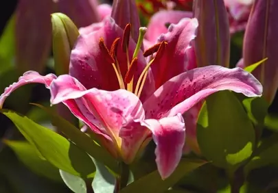 Vibrant Pink Lily: A Macro Bloom in Spring Sunlight