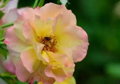 Stunning Multicolored Rose with Delicate Insect Visitor