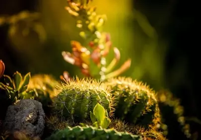 Vibrant Cactus Garden: Spiky Beauty Bathed in Golden Sunlight
