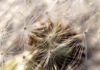 Breathtaking Macro Dandelion: Nature's Delicate Symphony