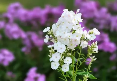 Stunning White Phlox: A Summer Garden's Delicate Charm