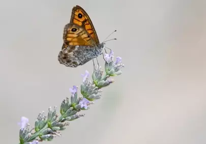 Vibrant Butterfly on Lavender: Nature's Delicate Dance