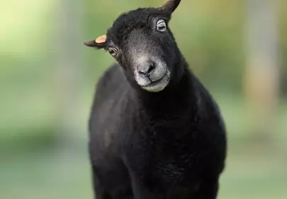 Charming Black Ouessant Sheep Lamb in Green Meadow