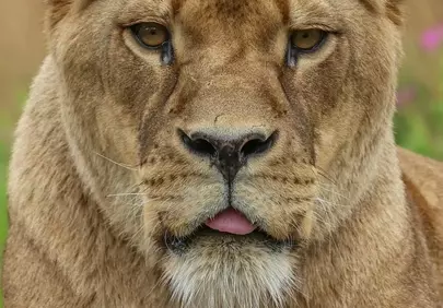 Intense Gaze: Lioness Portrait in Her Natural Habitat