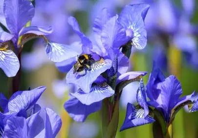 Vibrant Siberian Iris: Bumblebee's Nectar Delight