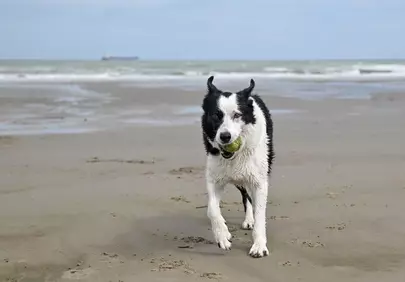Joyful Border Collie Sprinting with Ball on Beach