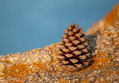 Golden Hour Still Life: Pinecone on Corsican Rocks by the Sea