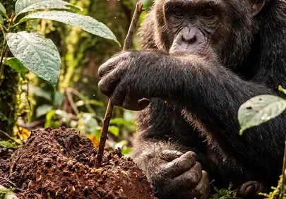 Intelligent Chimp Explores Jungle Soil with a Tool