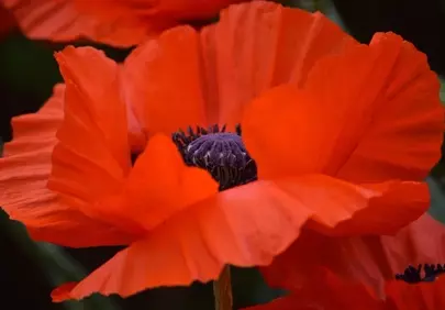 Vibrant Scarlet Poppy: Nature's Fiery Petals in Detail