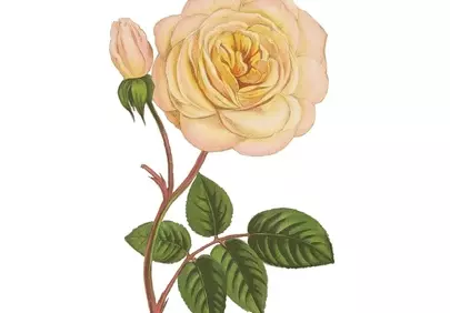 Exquisite Vintage Pink Rose Botanical Illustration