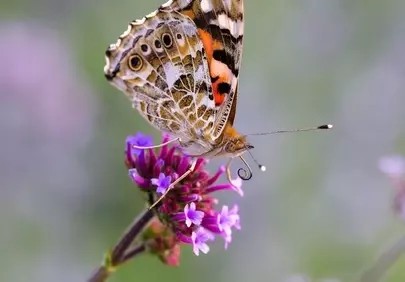 Vibrant Painted Lady Butterfly on Purple Bloom